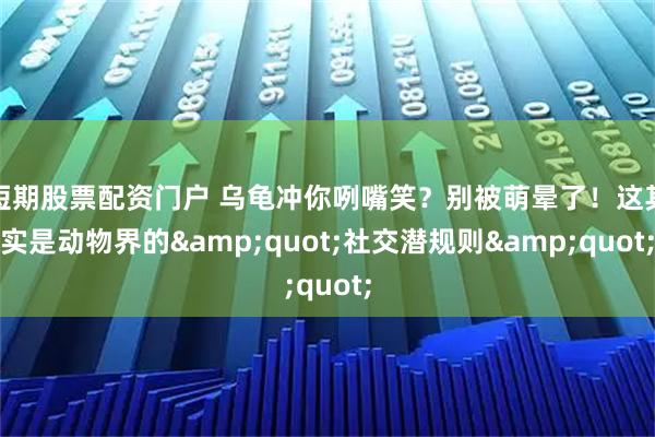 短期股票配资门户 乌龟冲你咧嘴笑？别被萌晕了！这其实是动物界的&quot;社交潜规则&quot;